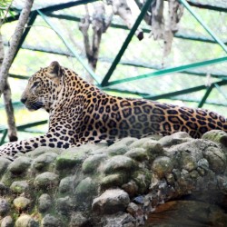Panther, Bannerghatta National Park, around Bangalore