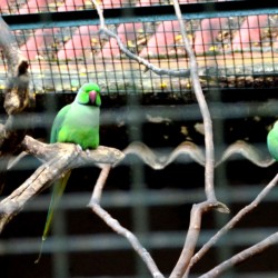 Parrots, Bannerghatta National Park, around Bangalore