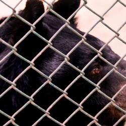 Sloth Bear, Bannerghatta National Park, around Bangalore