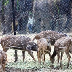 Spotted Deer, Bannerghatta National Park, around Bangalore