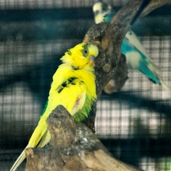 Yellow Bird, Bannerghatta National Park, around Bangalore
