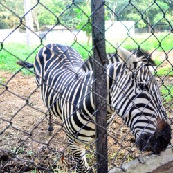 Zebra, Bannerghatta National Park, around Bangalore