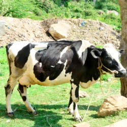 A Cow near Melkote Temple