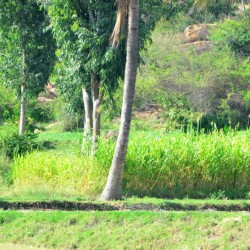 Lush fields around Melkote