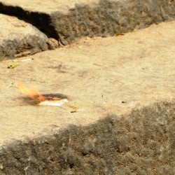 Way up to Melkote Temple