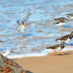 Arabian Sea birds-Turtle Bay near Udupi