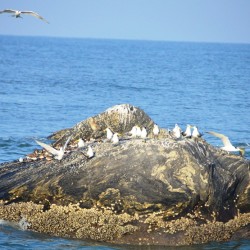 Cozy island-Turtle Bay near Udupi