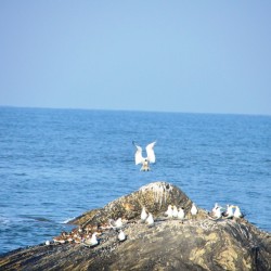 Cozy rock-Turtle Bay near Udupi