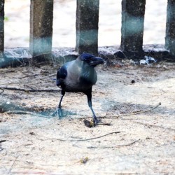 Crow-Turtle Bay near Udupi