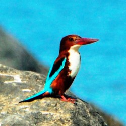 Fish time-Turtle Bay near Udupi