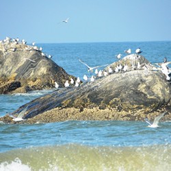 Social unrest-Turtle Bay near Udupi