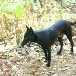 Dog of Mahuli, sahayadri trek