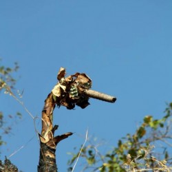 Mahuli-Sahayadri maharashtra