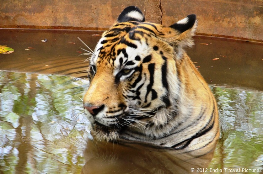 tiger safari shimoga